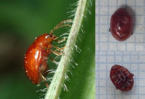 Réf. 224 014 : Sphaeroderma sp.